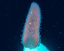 Image result for Pyrosoma. Size: 125 x 100. Source: www.inaturalist.org