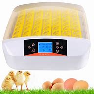 Image result for Egg Incubators for Home Use
