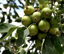 Image result for Tiny Green Apples