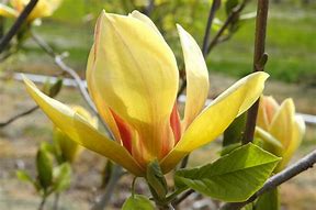 Image result for Magnolia Sunsation