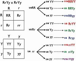 Image result for Dihybrid Test Cross