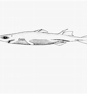 "etmopterus Villosus" 的圖片結果. 大小：170 x 185。資料來源：shark-references.com