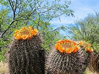 Image result for Arizona Barrel Cactus