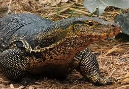 Image result for Big Giant Lizard