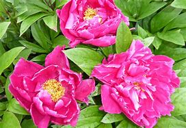 Image result for Paeonia Karl Rosenfield (Lactif-D-Group)