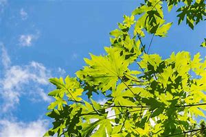Image result for Big Leaf Maple Tree