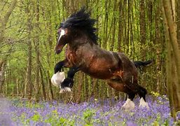 Image result for Most Beautiful Shire Horse