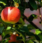 Apple Tree Fruit 的图像结果