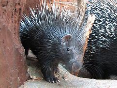 Image result for African Porcupine