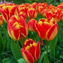 Image result for Tulip Banja Luka Box