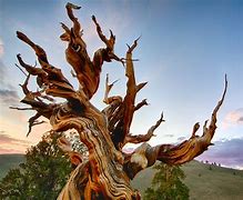 Image result for 9000 Year Old Tree