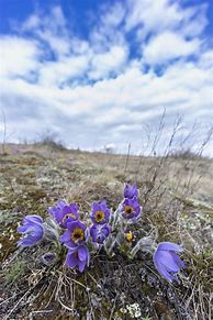 Image result for Czech Republic National Flower