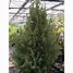 Image result for Picea glauca December