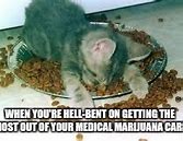 Image result for Medical Cat Meme