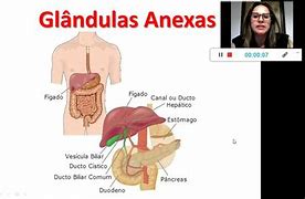 Image result for Glandulas Anexas