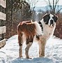 Image result for Adult Saint Bernard Dogs