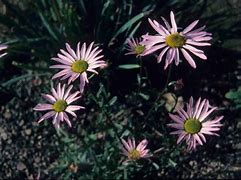 Image result for Chrysanthemum weyrichii