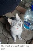 Image result for Arrogant Cat Meme