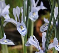 Image result for Iris histrio var. aintabensis