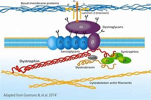 Image result for Mutated DMD Cells