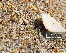 Image result for Single Grain of Sand