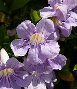 Image result for Lavender Trumpet Vine