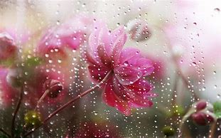 Image result for Flowers in Rain iPhone Wallpaper