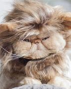 Image result for Flat Face Cat Breed