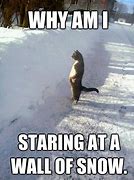 Image result for Animals Playing in Snow Meme