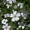 Image result for Gypsophila repens Rosa Schönheit