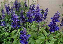 Image result for SALVIA FARINACEAE SKY BLUE