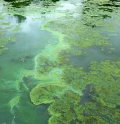Image result for algae