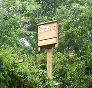 Image result for Big Bat House