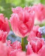 Image result for Tulipa Fancy Frills