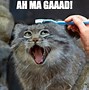 Image result for Happy Birthday Meme Cat Kitten Late