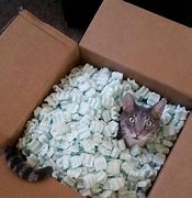 Image result for Cat with White Foam Meme