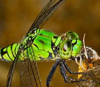 Image result for Fly Food Chain