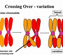 Image result for Equal Crossing Over