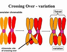 Image result for crossing over