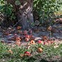 Image result for Bad Apple in Tree