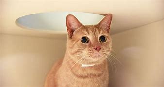 Image result for capicat�