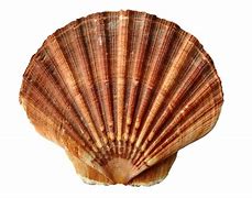 Image result for Coquillage PNG