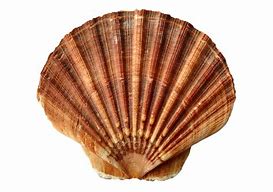 Image result for Clam Shell PNG