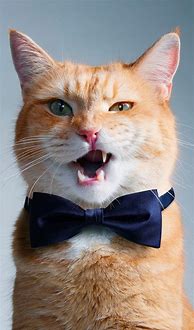 Image result for Funny Cat iPhone Wallpaper