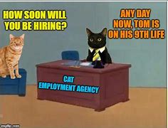 Image result for Cat Job Meme