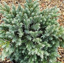 تصویر کا نتیجہ برائے Juniperus squamata Blue Star