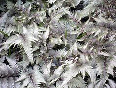 Image result for Athyrium niponicum Pearl White