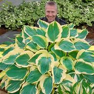 Image result for Hosta Orions Belt