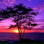 Image result for Yellow-Orange and Purple