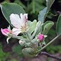 Image result for Anna Apple Tree Leaves